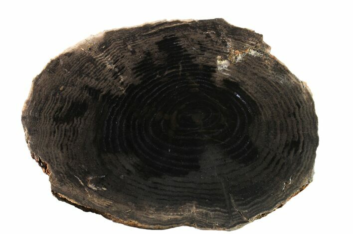 Petrified Black Ash (Fraxinus) Slab - McDermitt, Oregon #163720